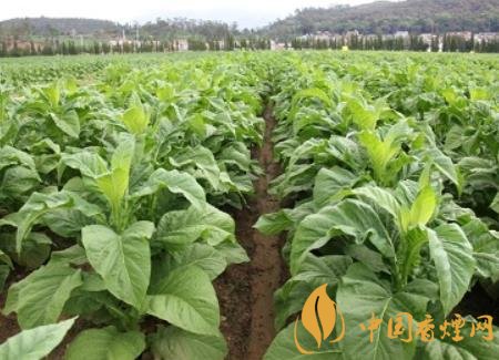 湖南瀏陽煙草局依托G80烤煙特色品種為煙農(nóng)創(chuàng)收9375萬元！